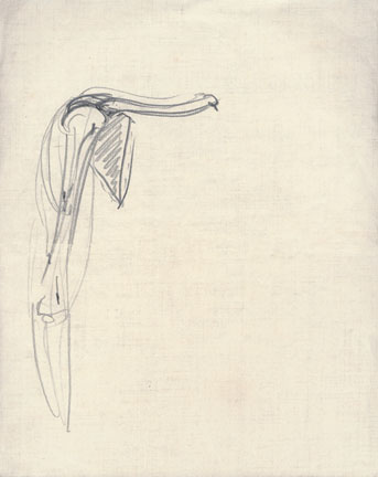 Анатомический рисунок. 1940–1950-е 