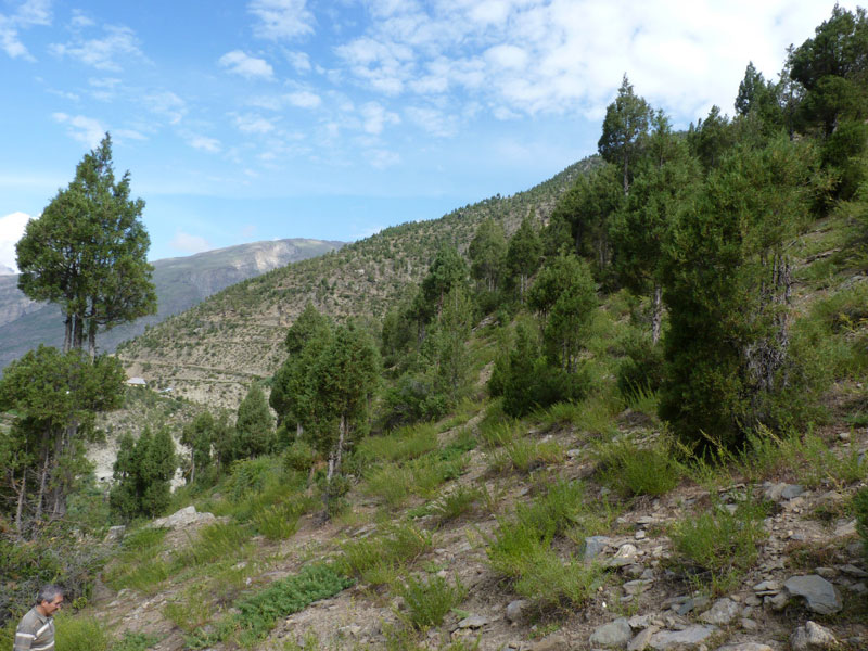 Рис. 11, Рис. 12. Можжевеловый лес  (из Juniperus indica Bertol.) в окрестностях Кейлонга
