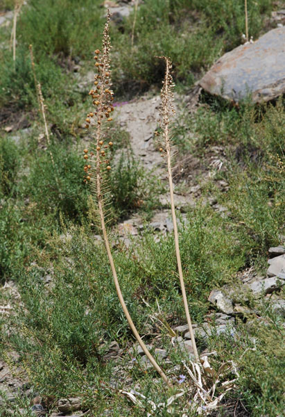 Эремурус гималайский (Eremurus himalaicus Baker) в природе в окрестностях Кейлонга - в плодах (Рис. 55)