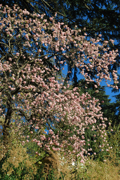Рис. 47. Аборигенная гималайская слива - Prunus cerasoides D. Don
